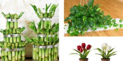 利用花卉植物凈化室內(nèi)環(huán)境應(yīng)注意哪些事項(xiàng)呢？